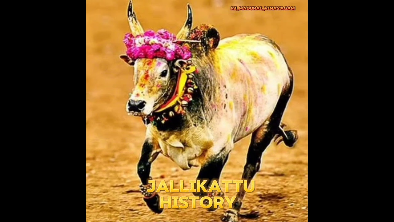 jallikattu history 