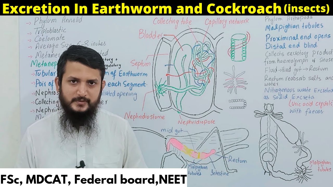 Excretion in Earthworm || Excretion In Cockroach || Excretion In Insects || Class 12