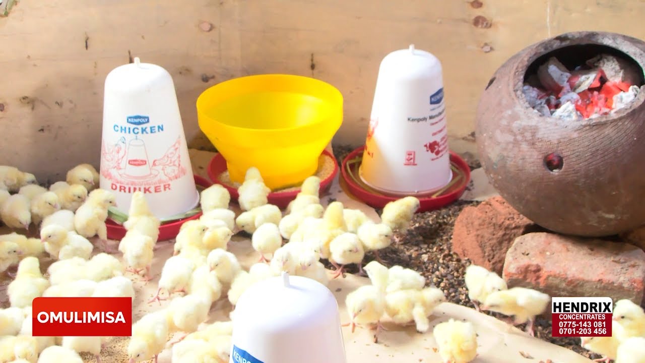 Omulimisa YIGA ETEEKATEEKA YA BULUUDA Y'ENKOKO