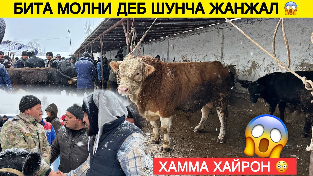 😱 MOL BOZORIDA BU SAFAR JIDIYLASHDI? ODAMLAR SABRI CHIDAMADI JANJAL BOLDIMI?