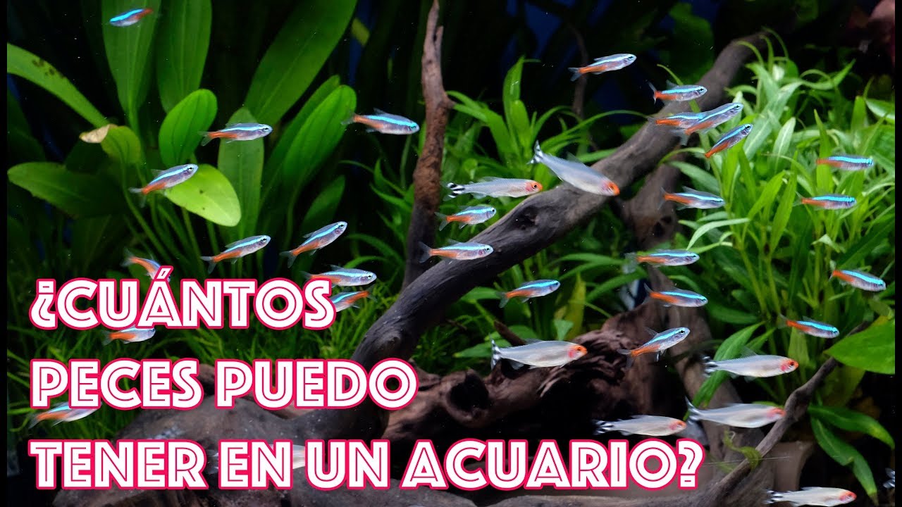 ¿Cuántos peces puedo mantener en un acuario?