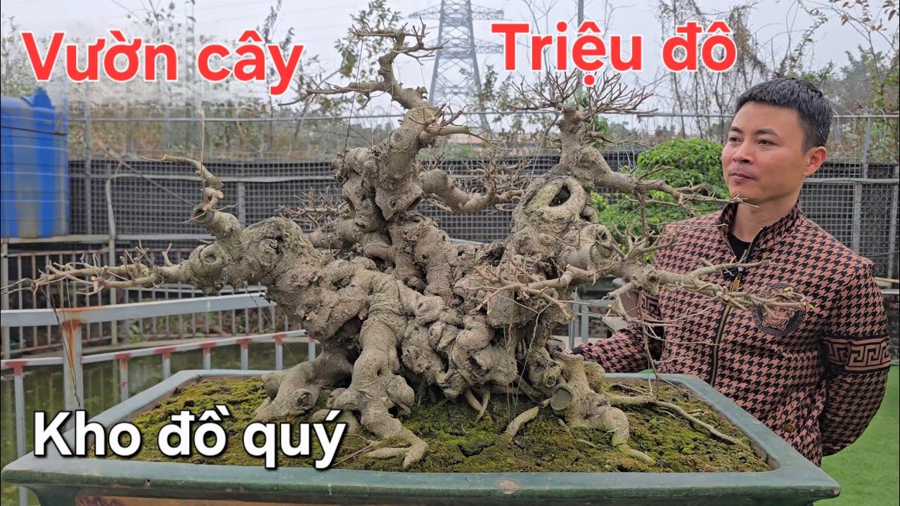 Chiêm ngưỡng vườn cây triệu đô của chủ tịch CLB Hà Đông 