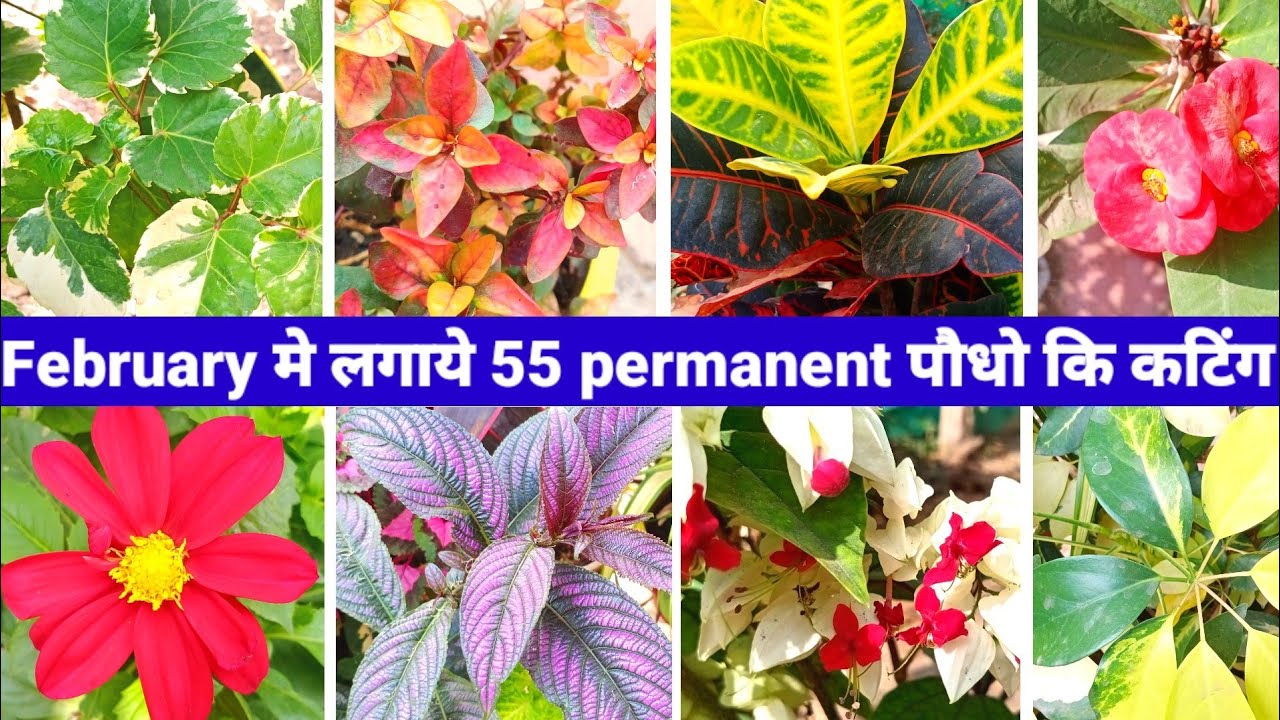 Grow these 55 permanent plant by cutting in February month कटिंग लगाने सही समय आ चूका है