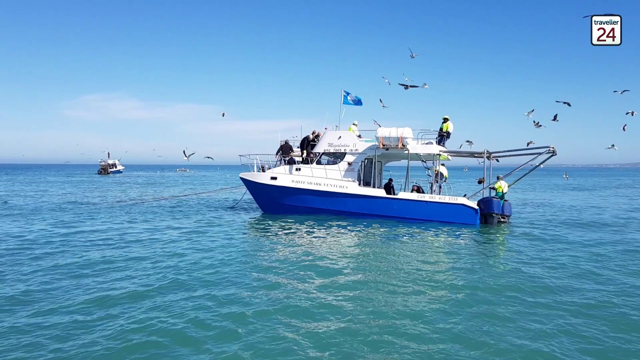 Up close and personal with sharks in Gansbaai