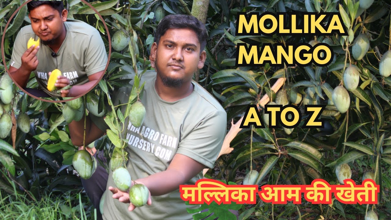 Mallika Mango:Reviw Test/मल्लिका आम की विशेषताएँ/1 बार इस वीडियो को जरूर देखें/Fiberless Mango Fruit