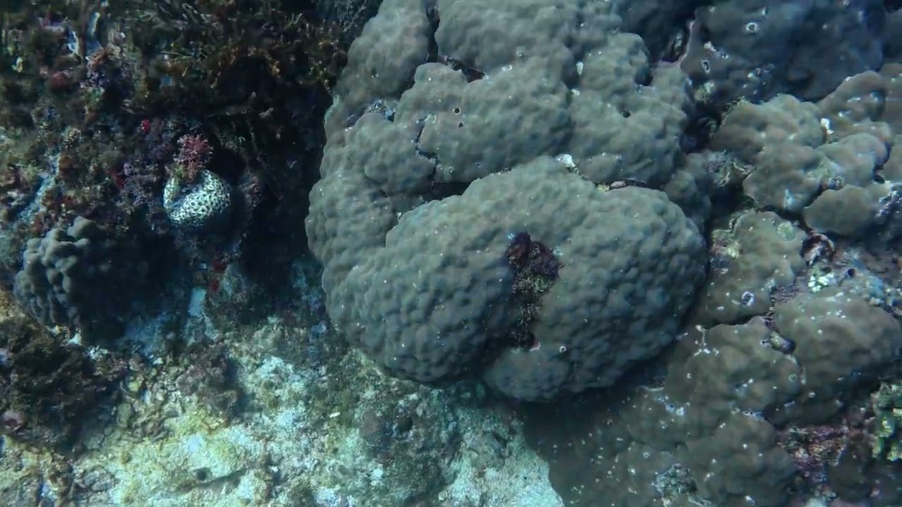 #diving #boracay #Angelpoint #4k 