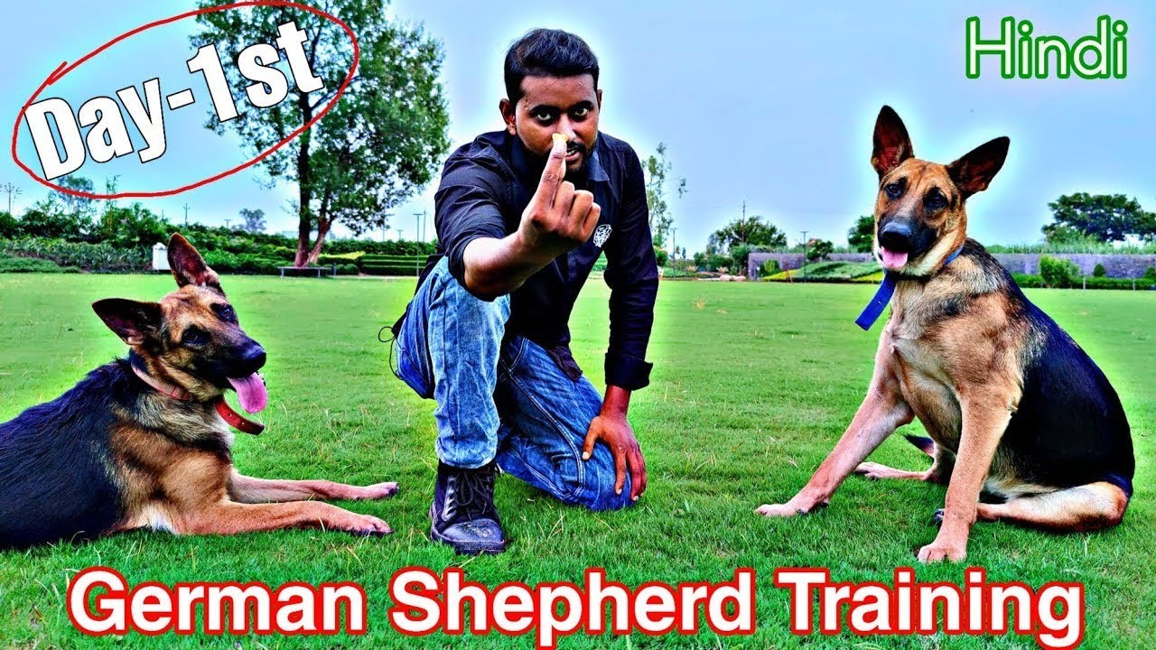 German shepherd sit training 😱 ||#DogTraining #PuppyTraining #DogObedience l#DogTrainer#PetTraining
