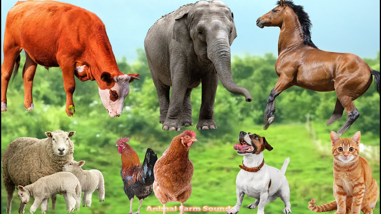 Cute Farm Animals Video: Duck, Cow, Goat, Pig, Chicken, Parrot & Buffalo – Cute Pets