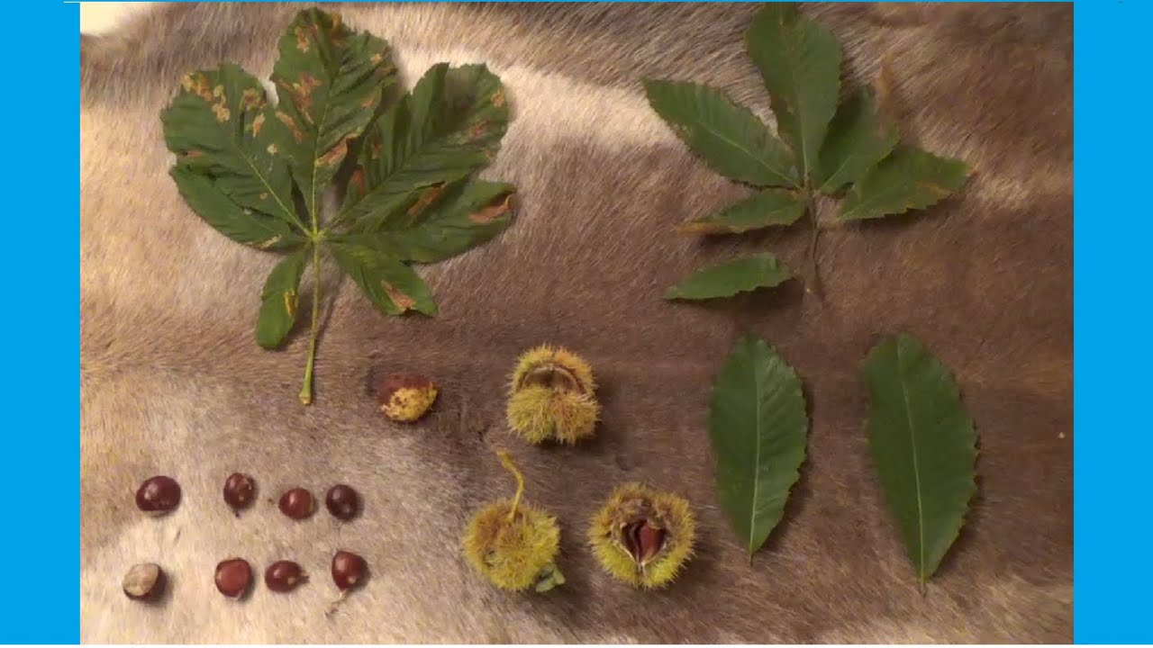Reconna&icirc;tre la ch&acirc;taigne commestible VS toxique