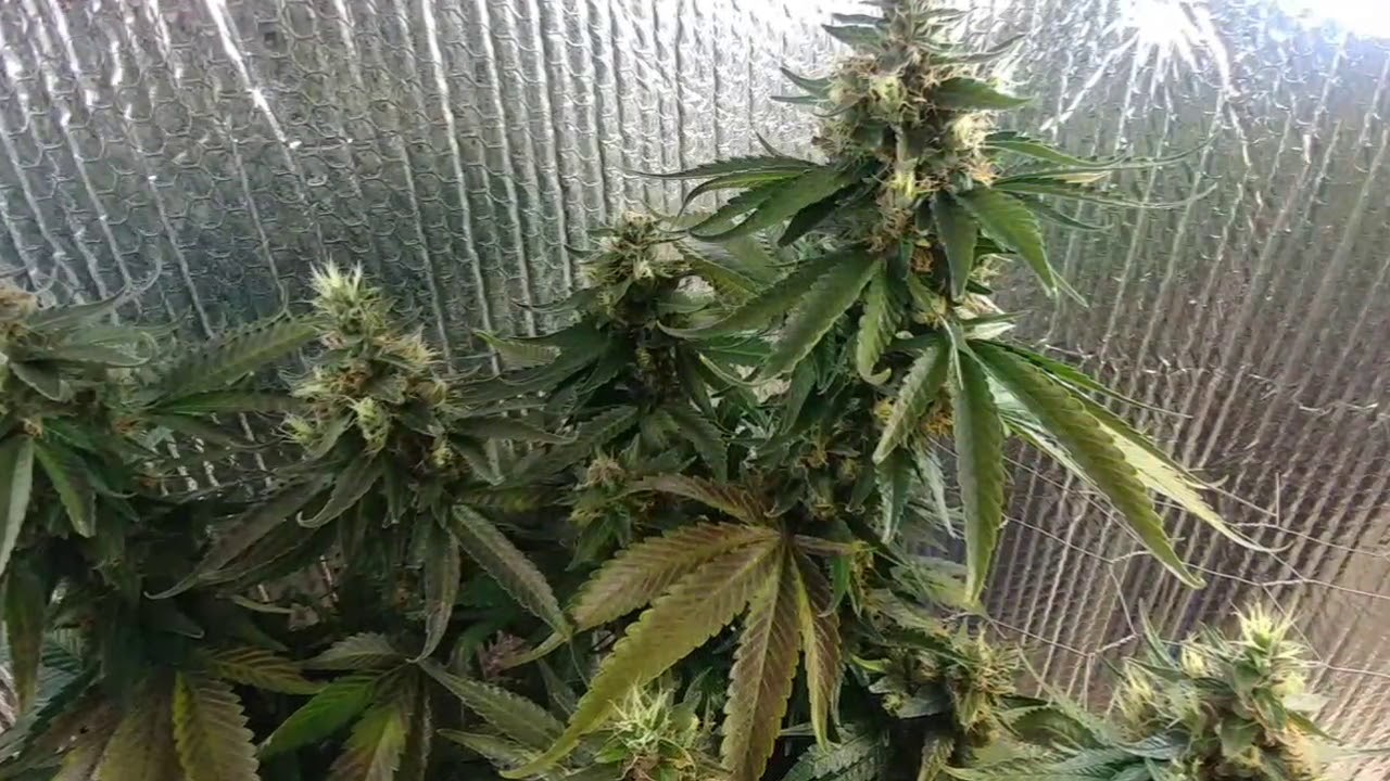 death star wk 7 flower