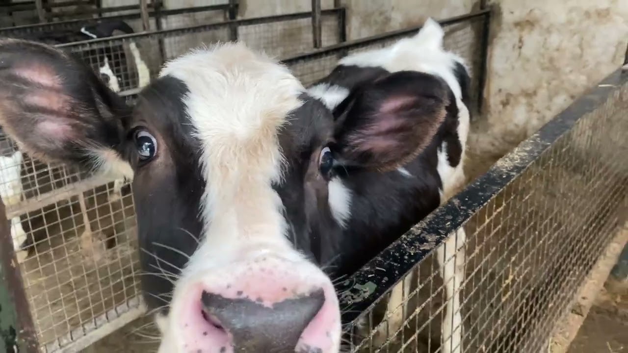 Calf Management techniques | Diary knowledge | Top heifers | Chahal diary farm | Farming
