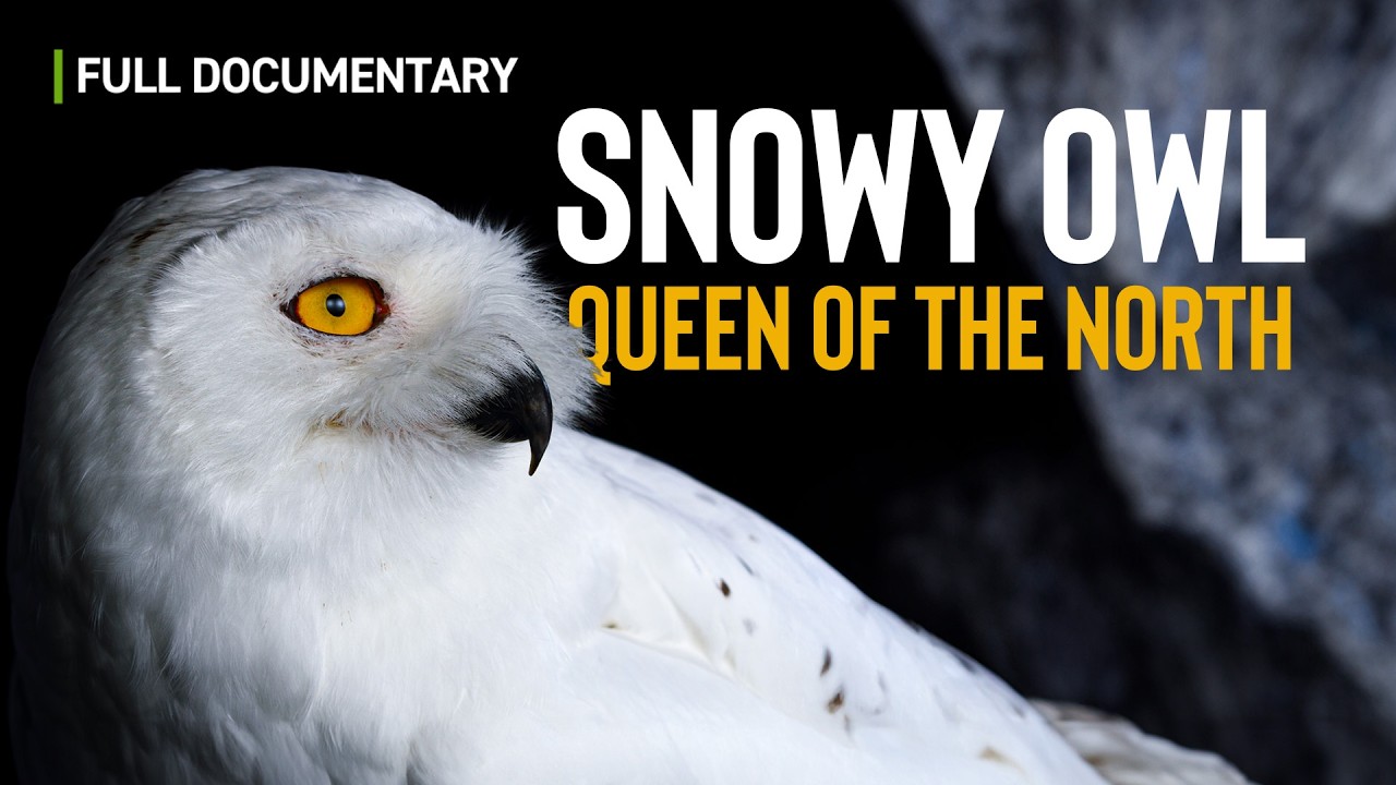 Snowy Owl: Queen of the North | Full Nature Documentary