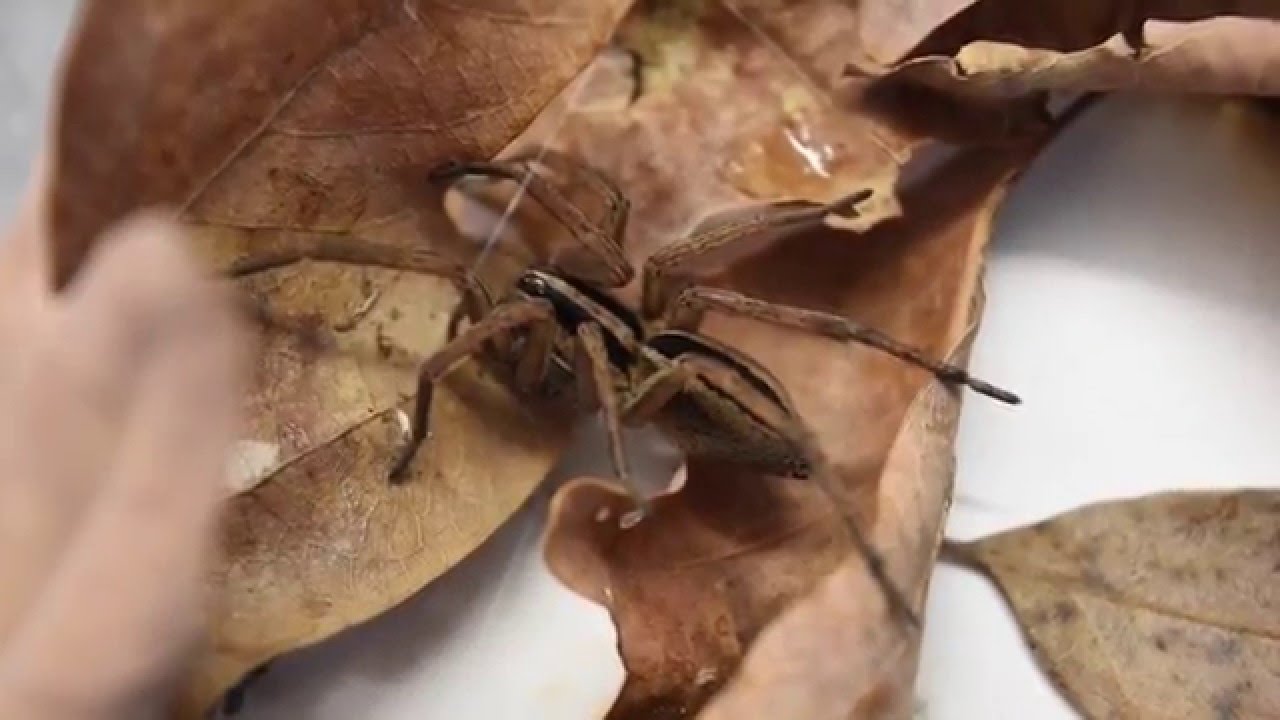 True facts about the wolf spider