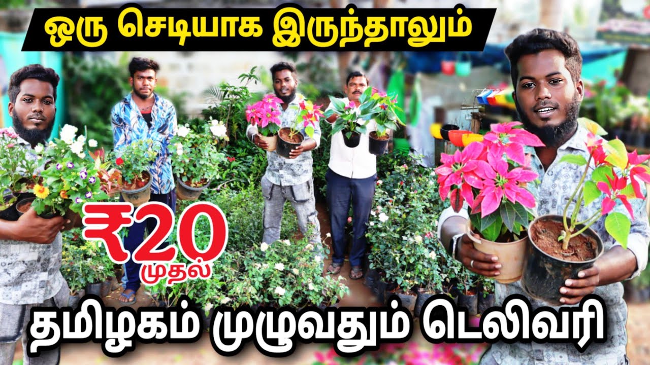 ஒரு செடியாக இருந்தாலும் டெலிவரி / Best and Cheapest Nursery online / in door &out door planets