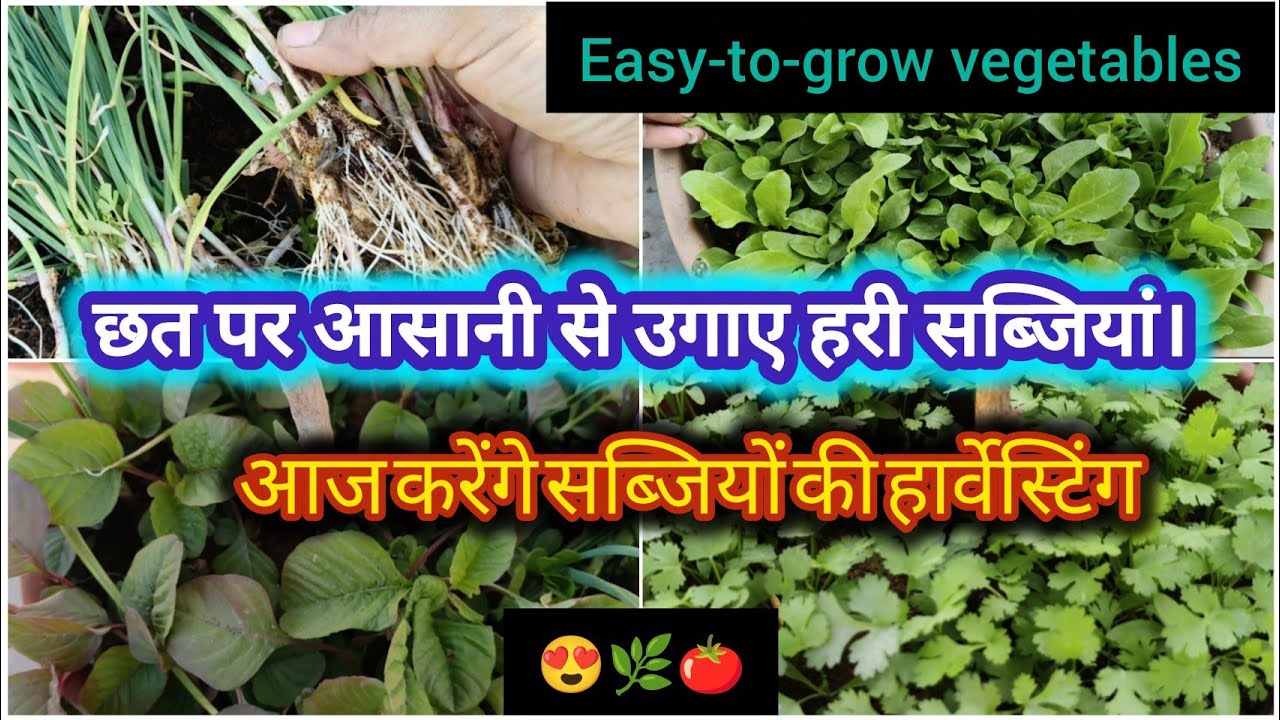 Vegetable Harvesting.😍//छत पर आसानी से उगाए हरि सब्जियां। // Terrace vegetable Garden.🌿🧄🍅#vegetables