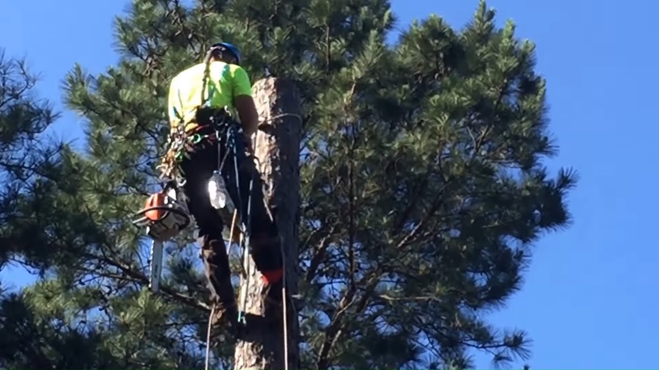 Рубка дерева сверху вниз
