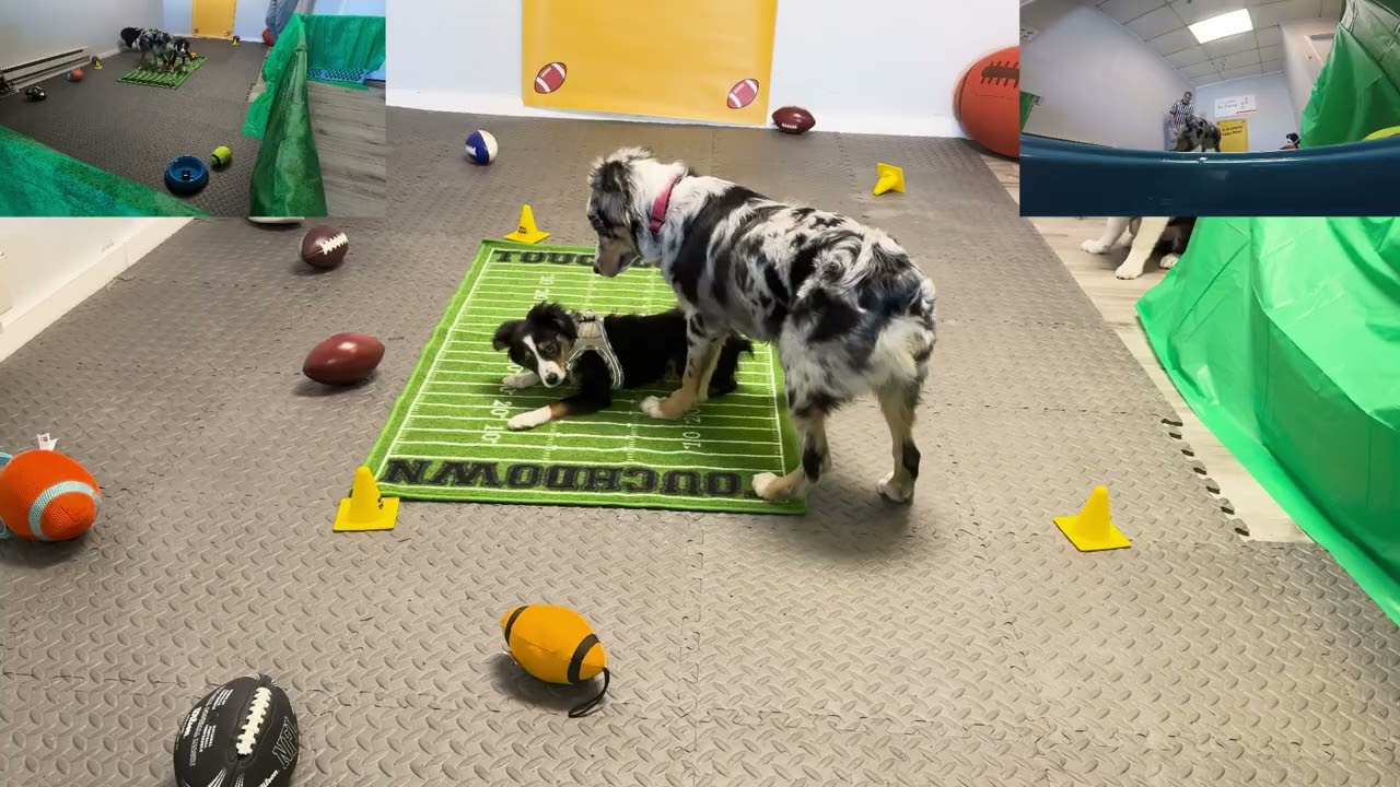 K-9 Academy PuppyBowlXII
