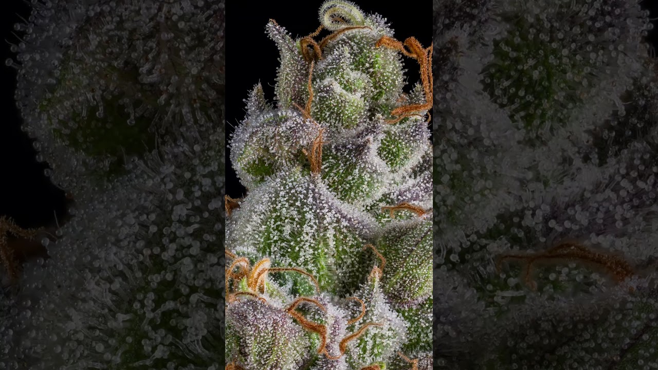 All Gas OG