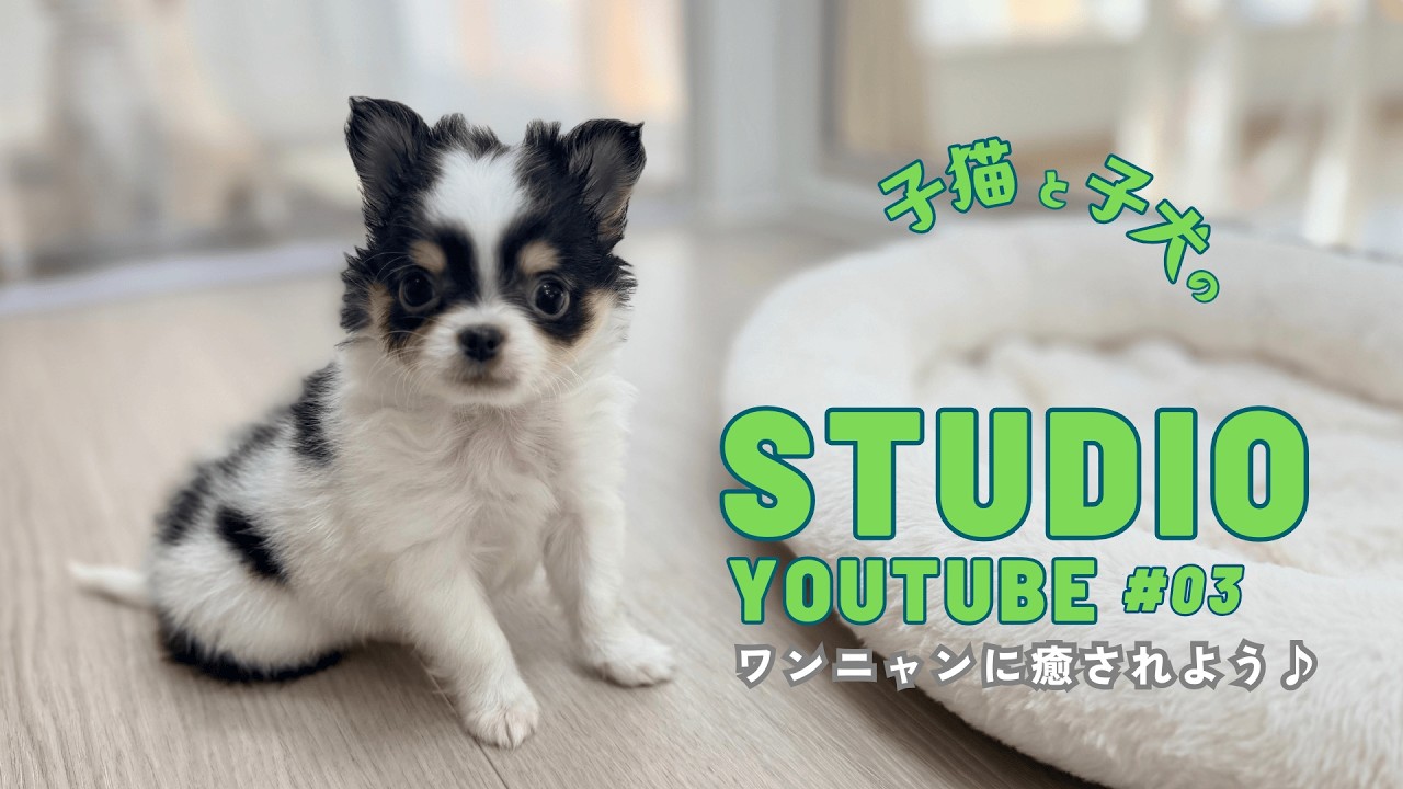【チワワベビー】ちいさな足で一生懸命近づいてくる可愛さ＆キュルキュルおめめ