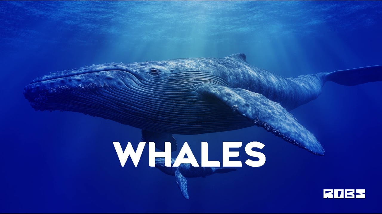 Chill Rap Beat Instrumental ''WHALES'' Storytelling Rnb Type Beat by ROBS