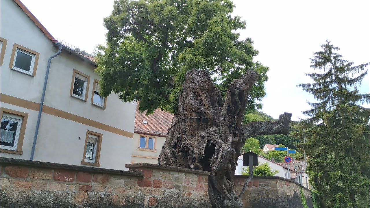 Oldest and Thickest Chestnut Tree in Germany (Castanea sativa)