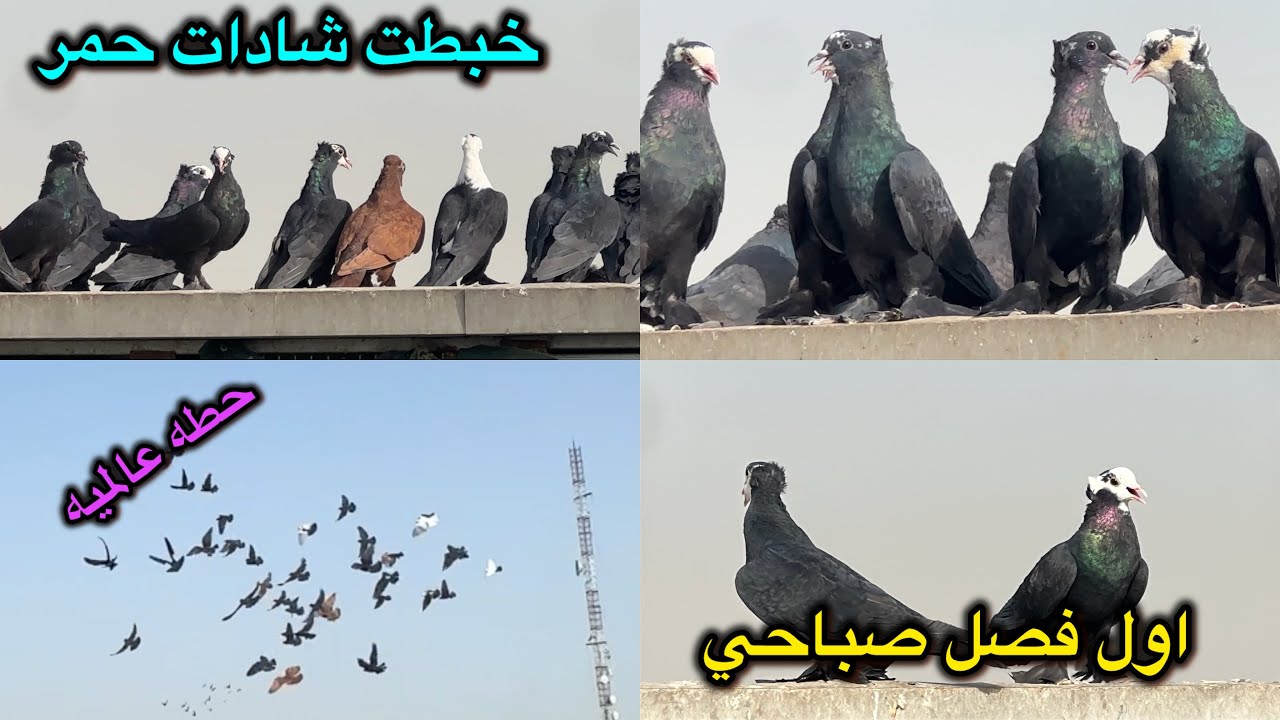 اول فصل صباحي😎خبطت شادات حمر ويه الكمرليات😍😍
