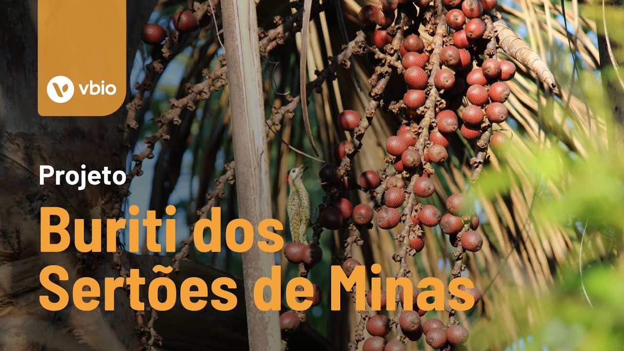 Buriti dos Sertões de Minas: bioeconomia, conservação e geração de renda no cerrado