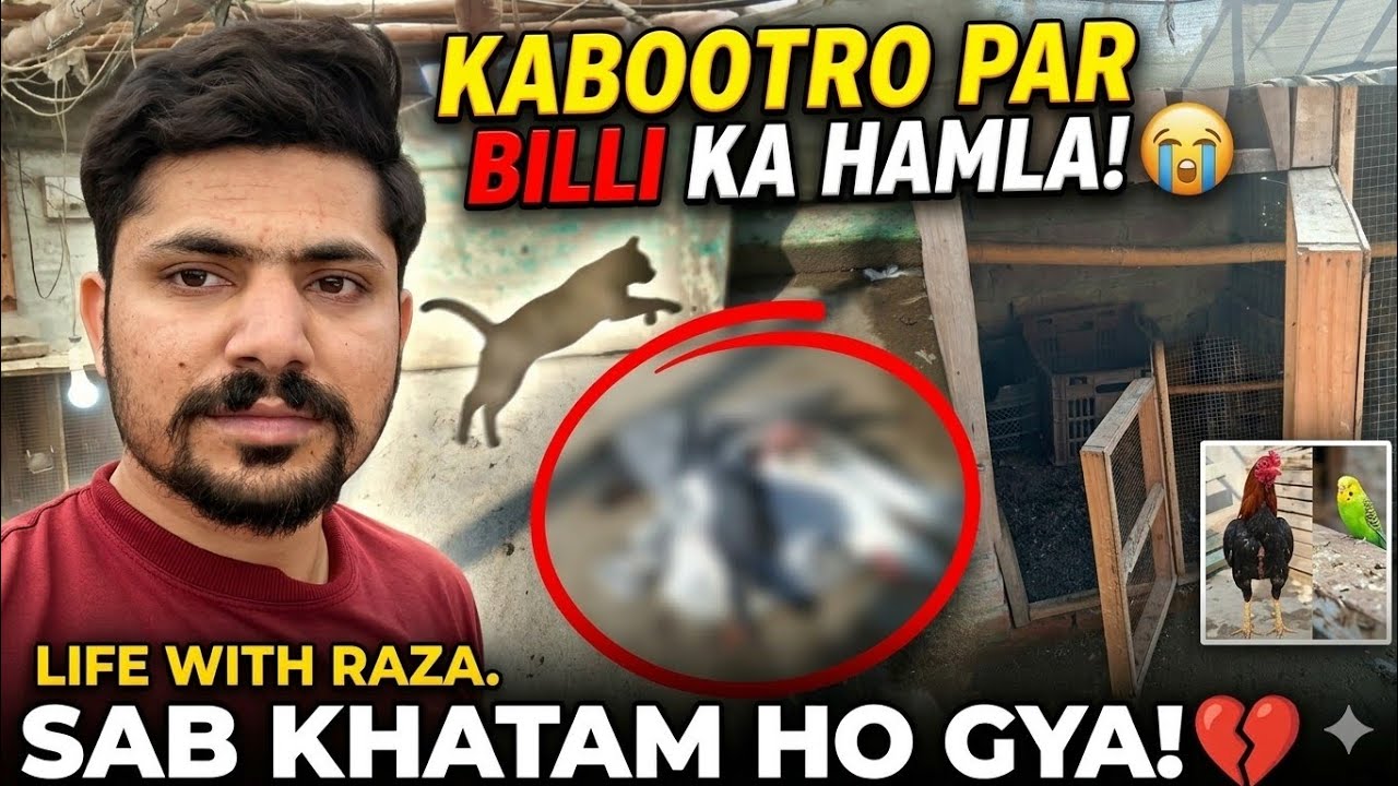 Aaj Dil Toot Gya 💔 Billi Ne Sab Khatam Kar Diya | Life With Raza