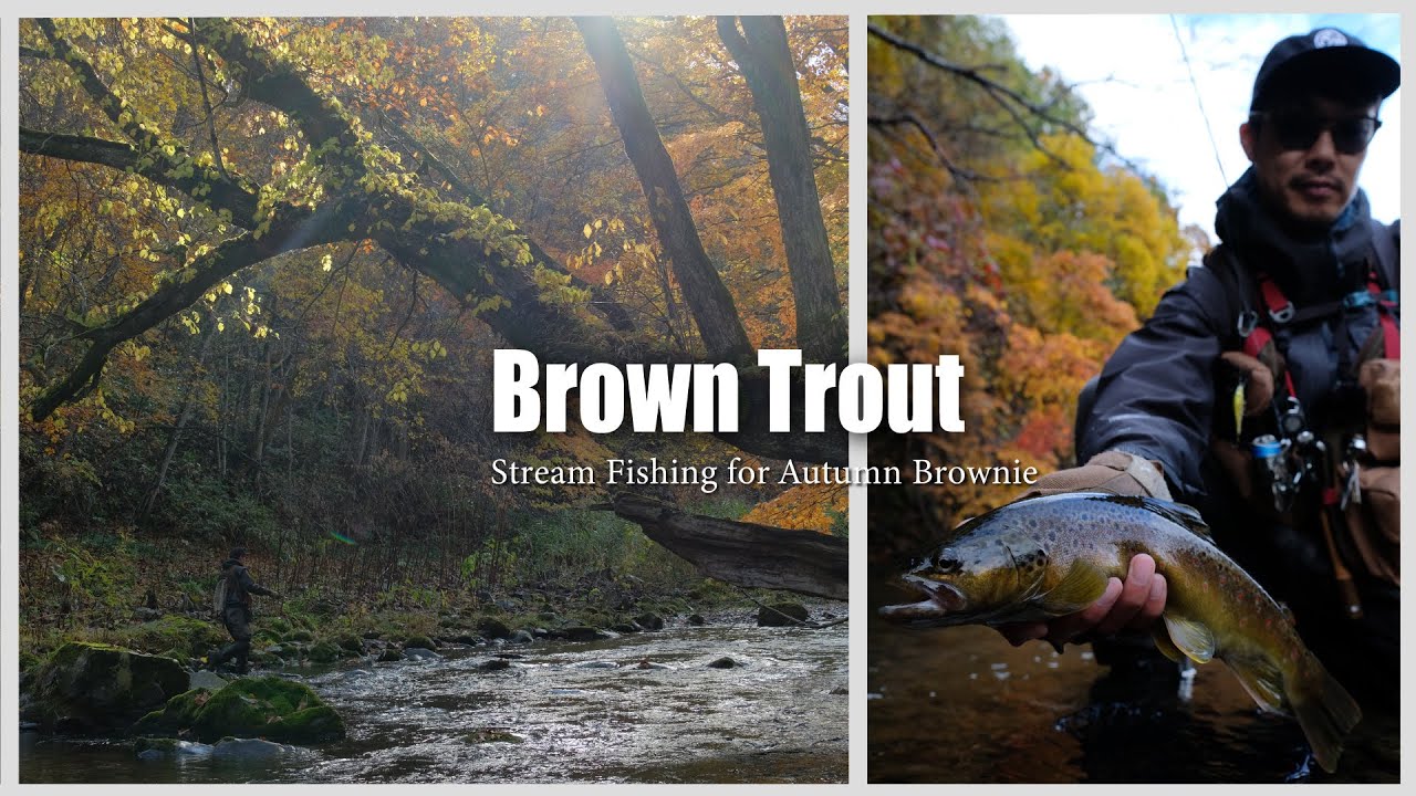【TROUT GEEK】晩秋の道南ブラウントラウト / Autumn Brown trout fishing in Hokkaido