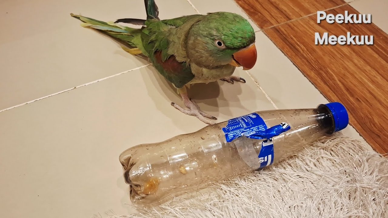 My Green ringneck Parrot Meekuu loves to play with cold drink bottles. #parrot #fun 
