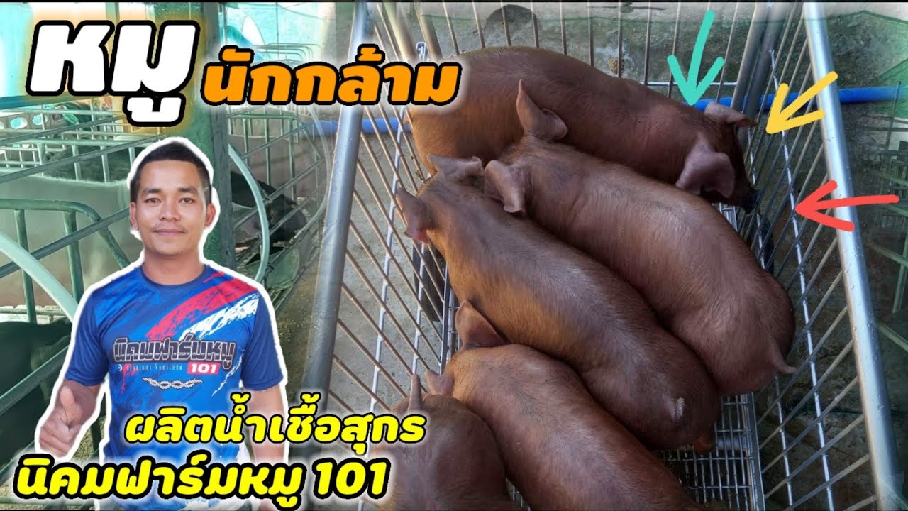 เลี้ยงหมูผลิตน้ำเชื้อ สุกรพันธุ์ สุกรขุน น้ำเชื้อสุกร กับนิคมฟาร์มหมู 101 สร้างรายได้ตลอดปี