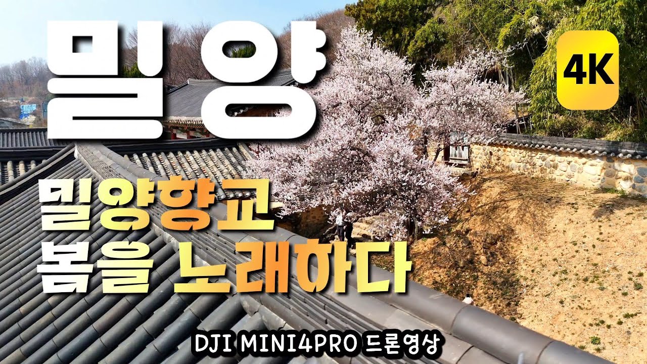 밀양/매화꽃향기가물씬한/밀양향교/4K드론영상