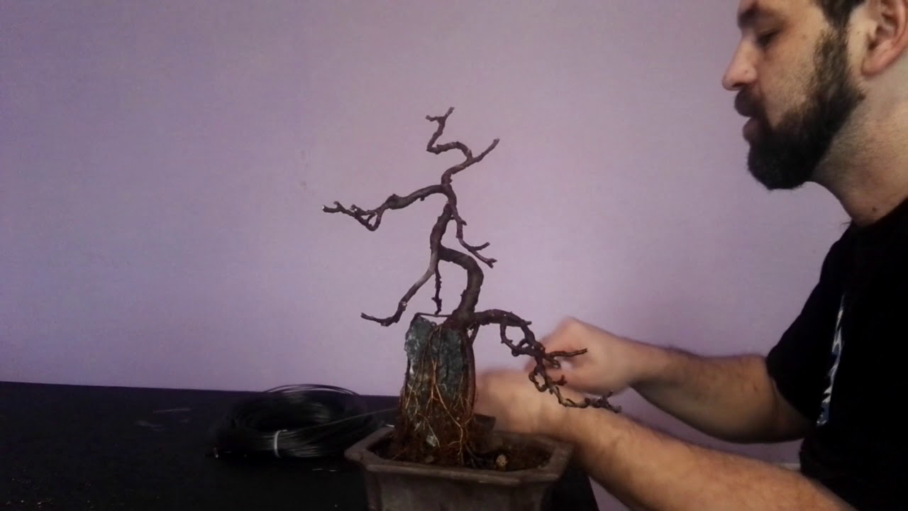 formación y mantenimiento de otoño en higuera bonsai para disminuir futuras hojas
