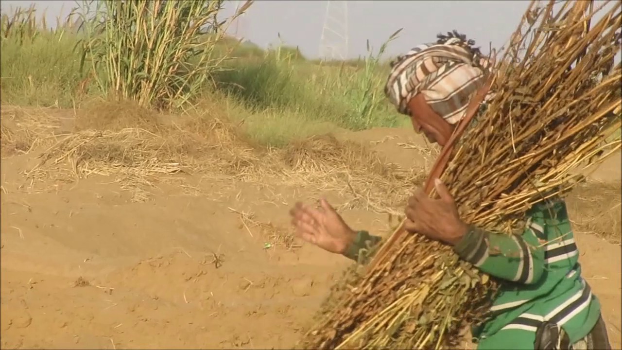 استخراج السمسم