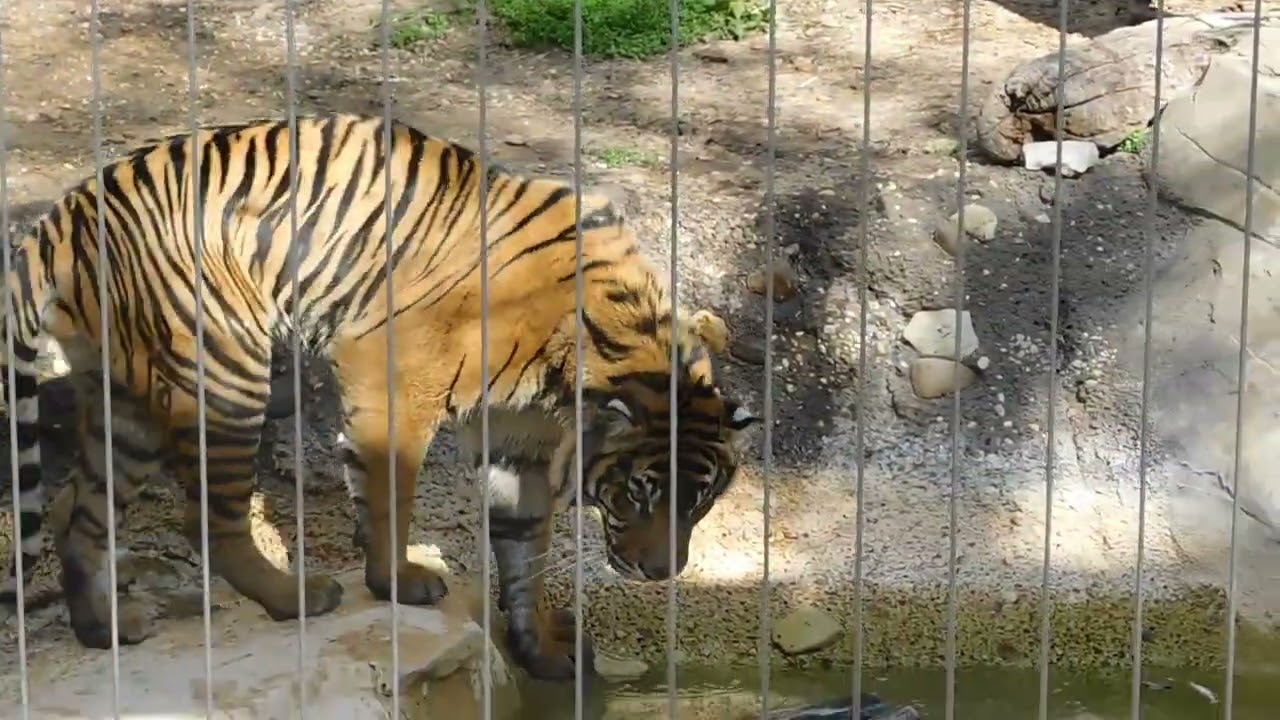 Cameron Park Zoo