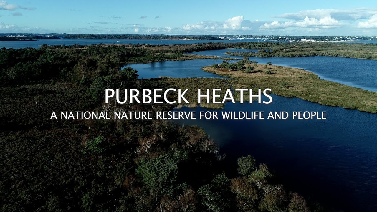 Purbeck Heaths NNR: A Landscape for Wildlife and People
