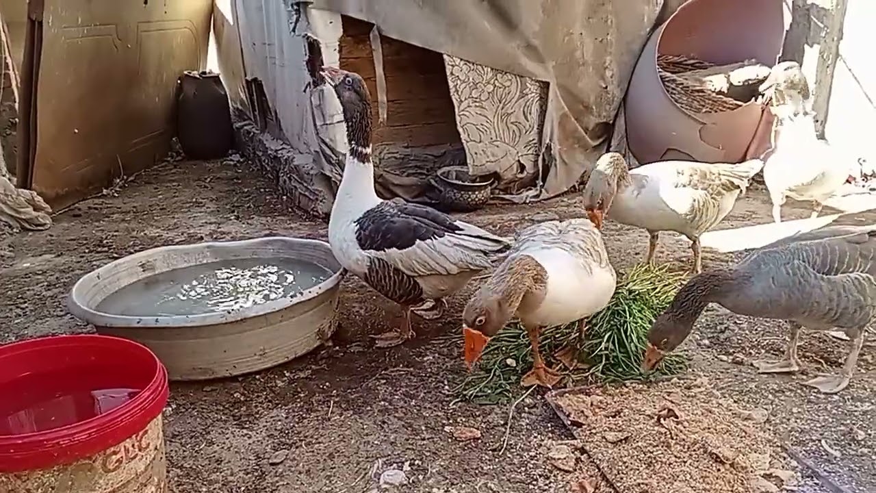 كم مرة يبيض الوز في الموسم #تعالو نحضر الوز للبطن التانيه 🪿