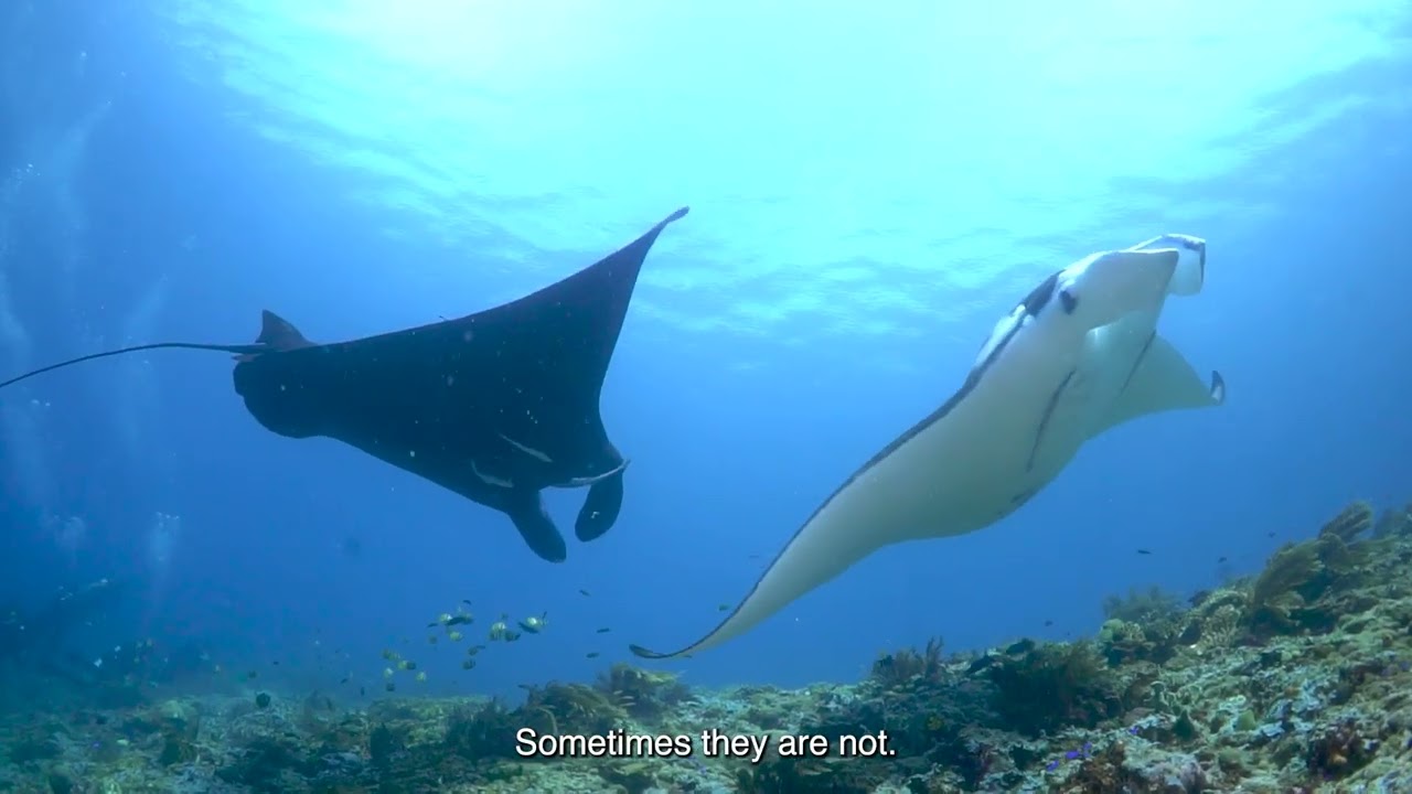 WHERE MANTAS STILL DANCE
