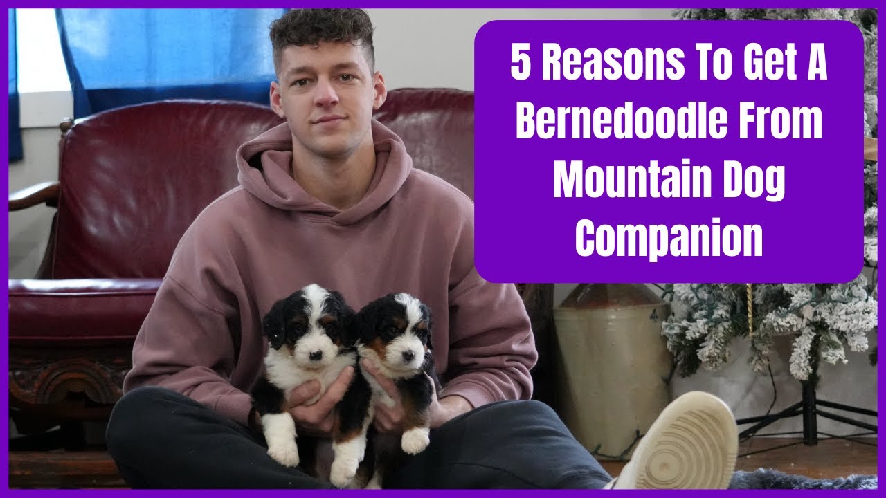 5 причин завести миниатюрного бернедуделя от компании Mountain Dog Companion