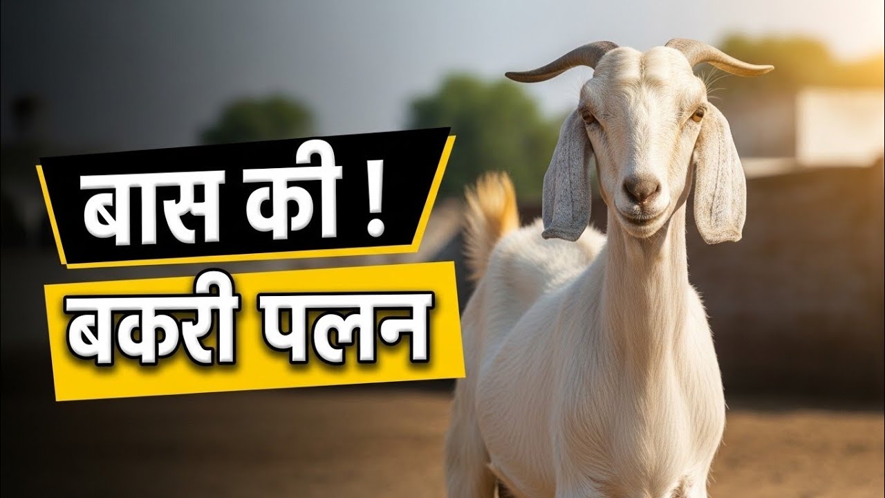 “Bakri Palan se kamai | एक बकरी की पूरी जानकारी”