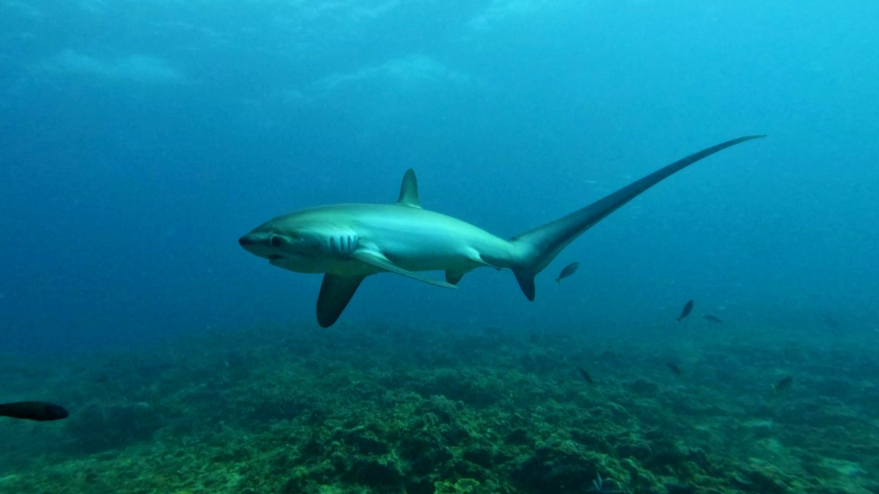 10 Hours Of Distinctive Thresher Sharks Swimming In Their Natural Habitat 4K