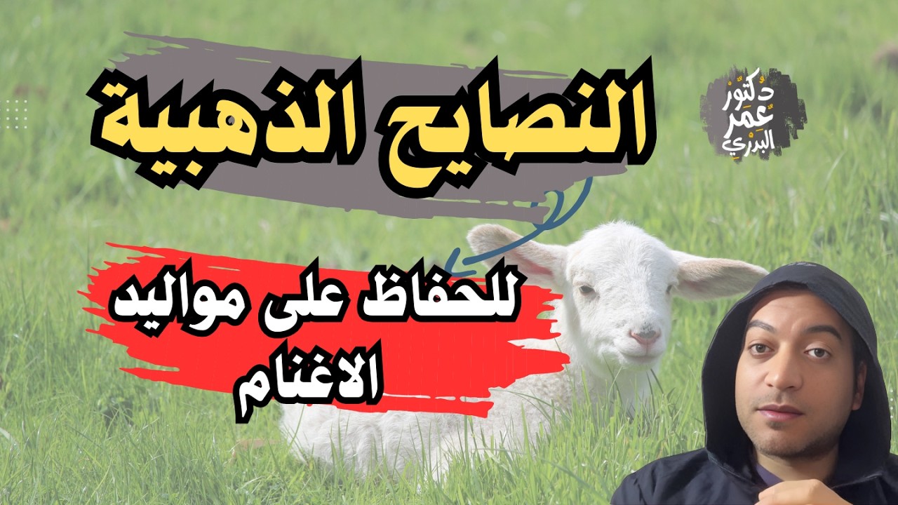 أسرار رعاية مواليد الاغنام من أول لحظة حتى الفطام 👌
