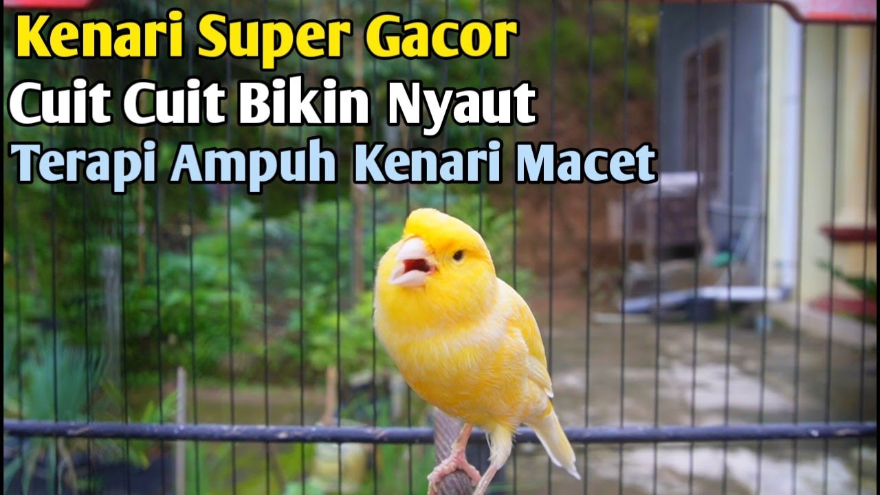 Kenari Super Gacor Cuit Cuit memanggil lawan emosi || Pancingan kenari paud belajar bunyi