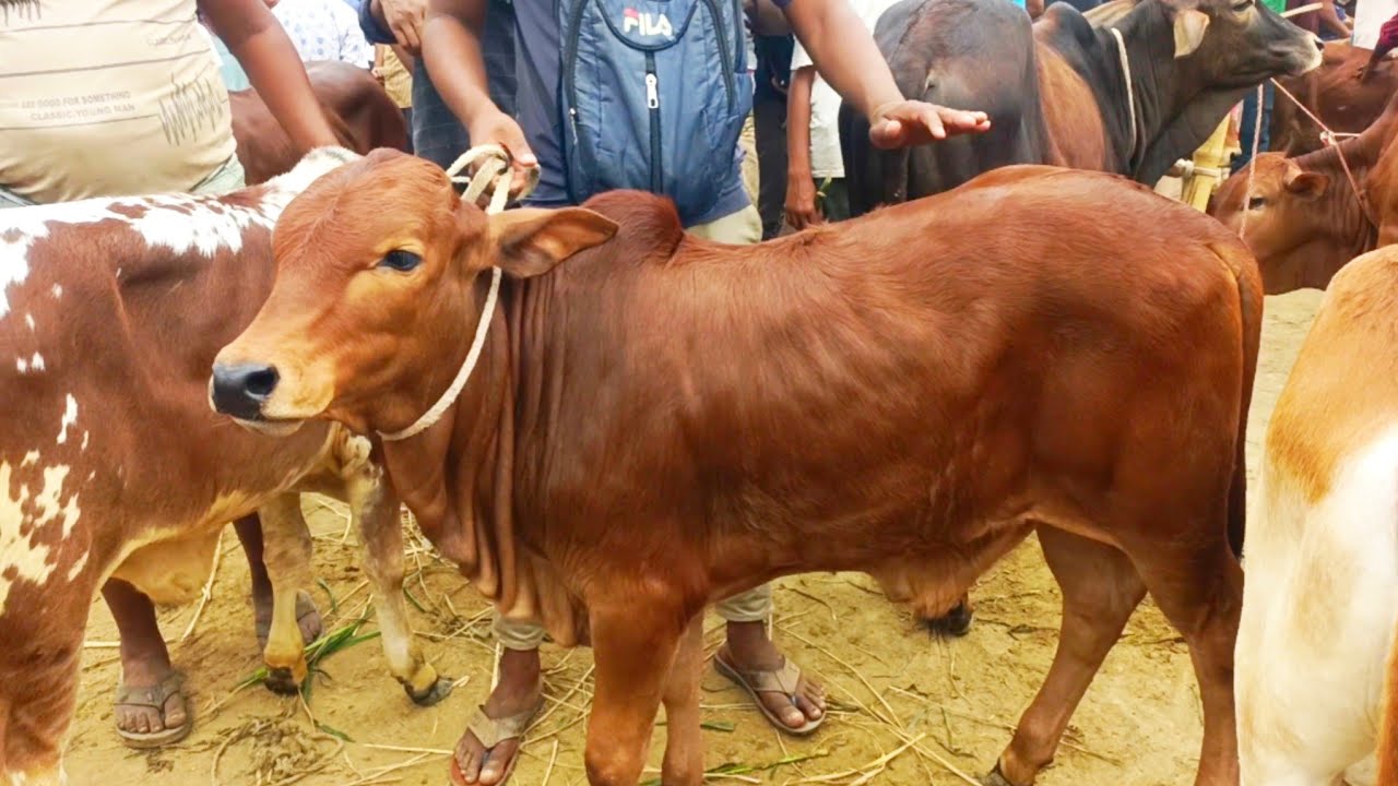 ২৬-০৮-২৫ পাঁচবিবি গরুর হাট থেকে প্রচুর চাহিদা সম্পন্ন খামার উপযোগী ষাঁড় বাছুর গরুর দাম জানুন