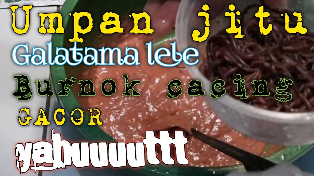 UMPAN JITU GALATAMA LELE || MEDIA BURNOK CACING ?? GACOR GAES 👉#umpanjitu #umpanikanlele #gtlele