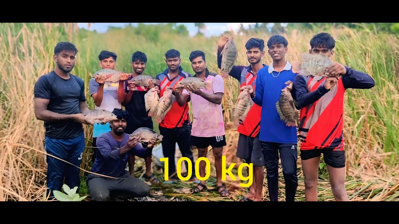 மணி வலையில் 100kg ஜிலேபி#Biggest fish hunting😱😱