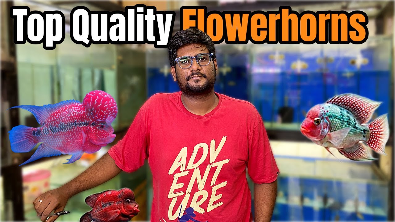 ₹800 Mein Itne Premium Flowerhorn? 😍 | Gulshan Aquatics mumbai |