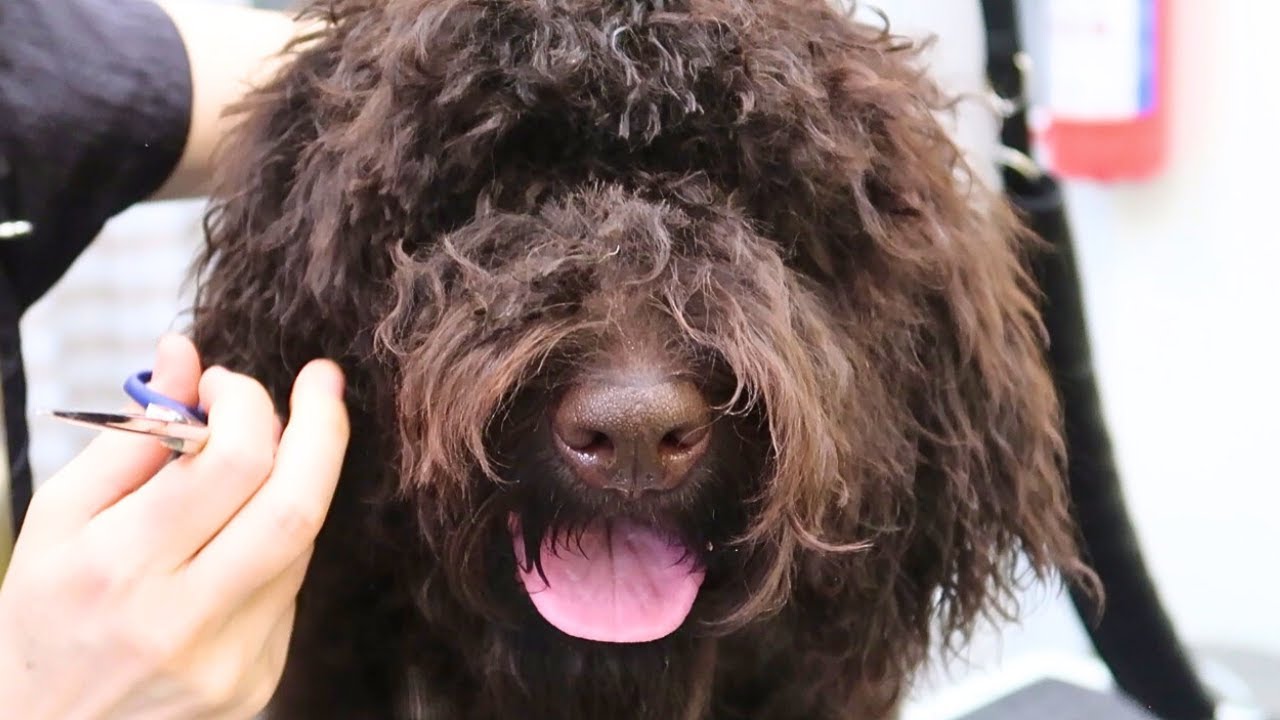 Rare French Water Dog Grooming: Barbet Shaping Trim