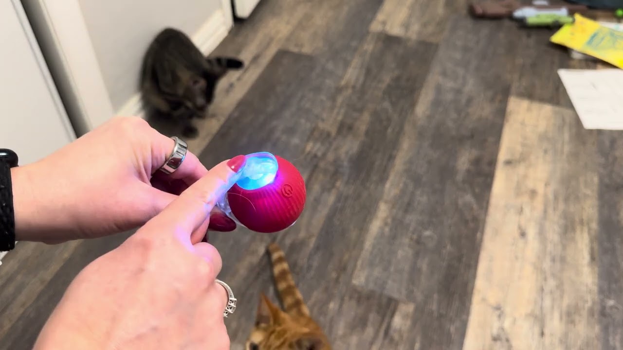 Quick Demo of this Interactive Cat Ball Toy