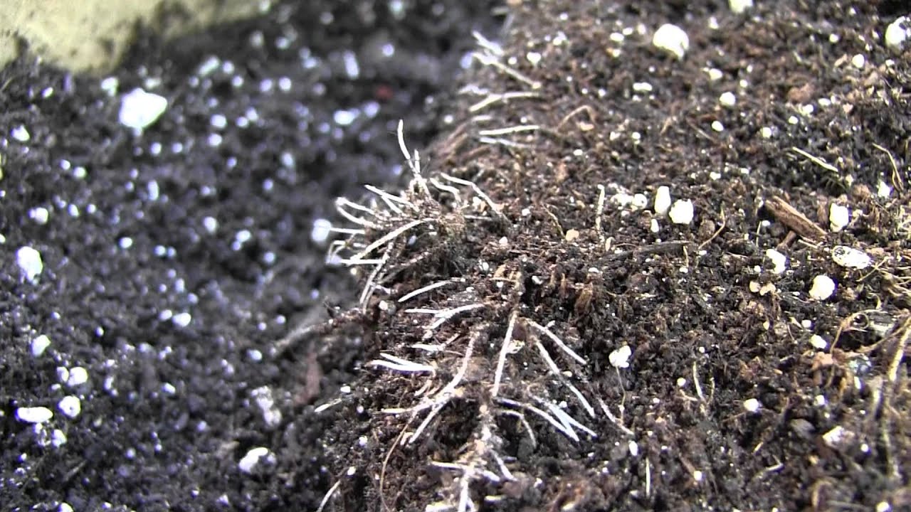 Feeder Roots on JillyBean&reg;